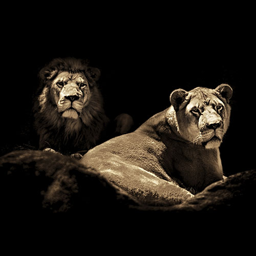lions den